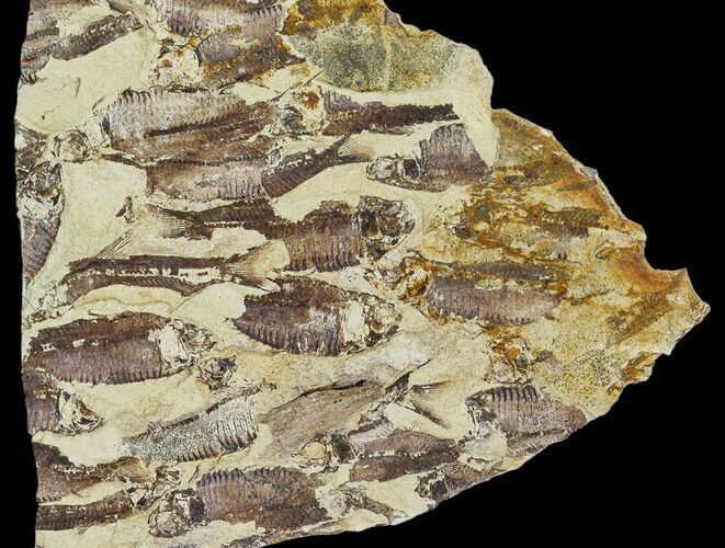 Fossil Fish (Gosiutichthys) Mortality Plate - Lake Gosiute #105413